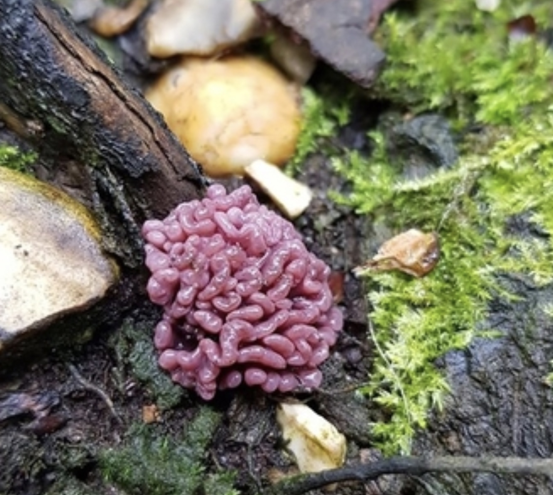 tremella