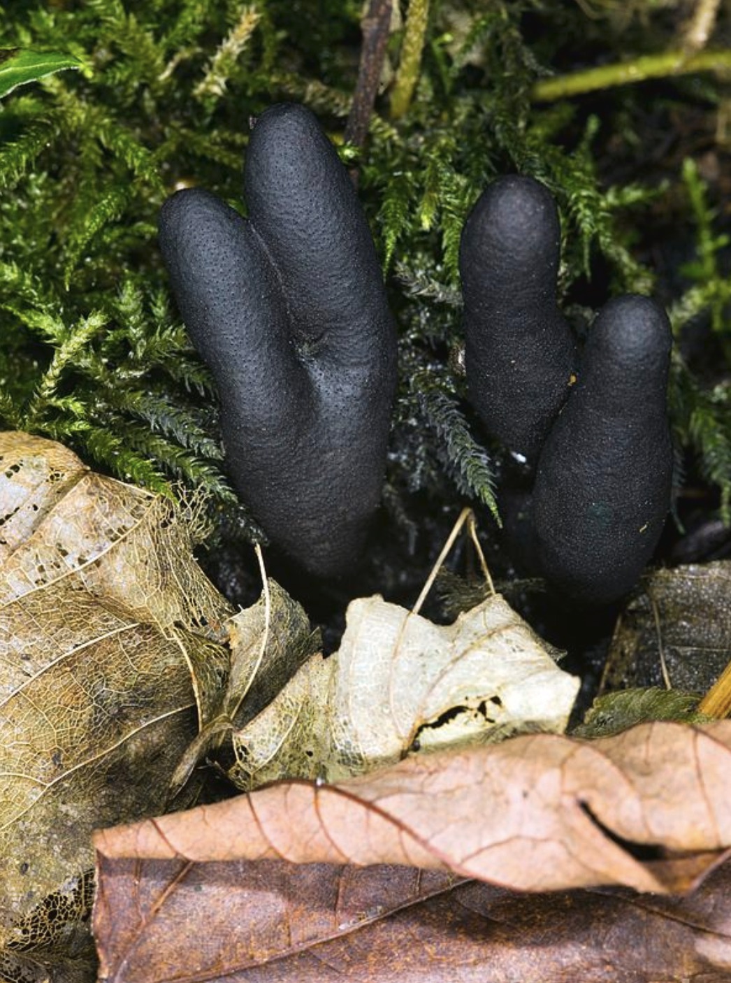 Dead man's fingers