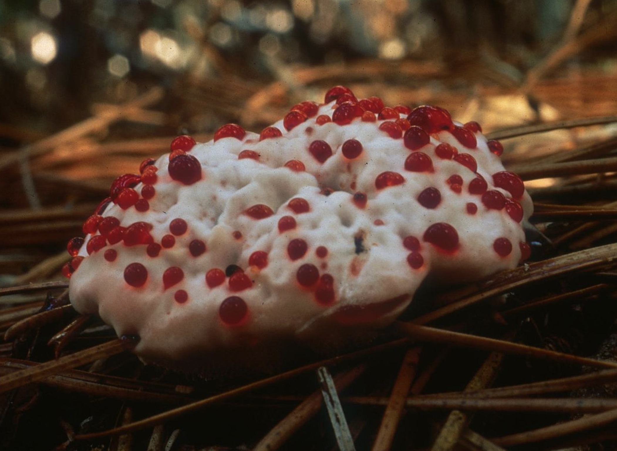 36 Mushrooms from the Depths of Hell