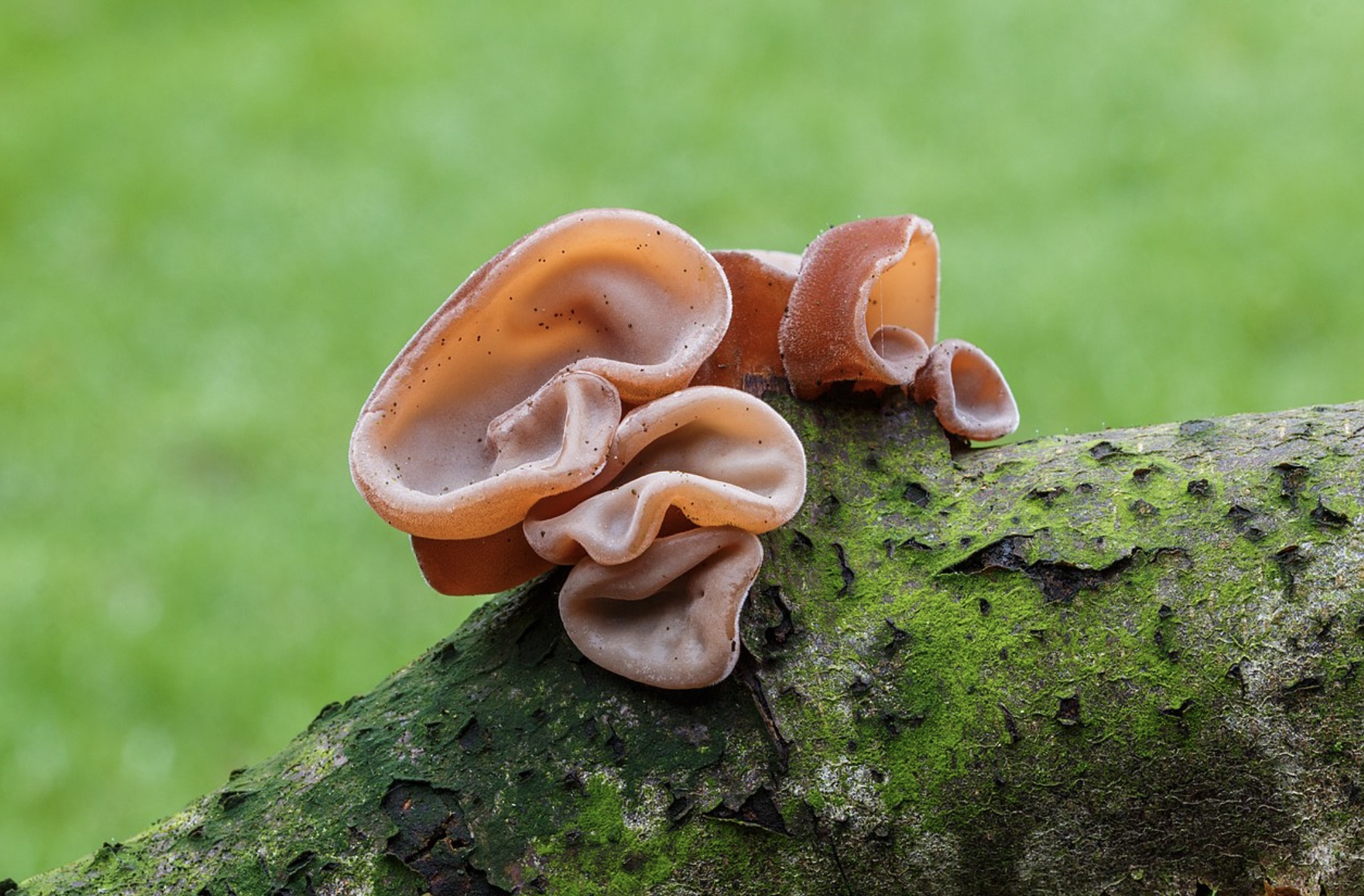 auricularia auricula judae