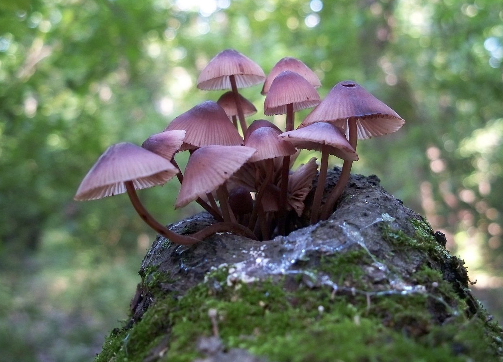 dark mushrooms