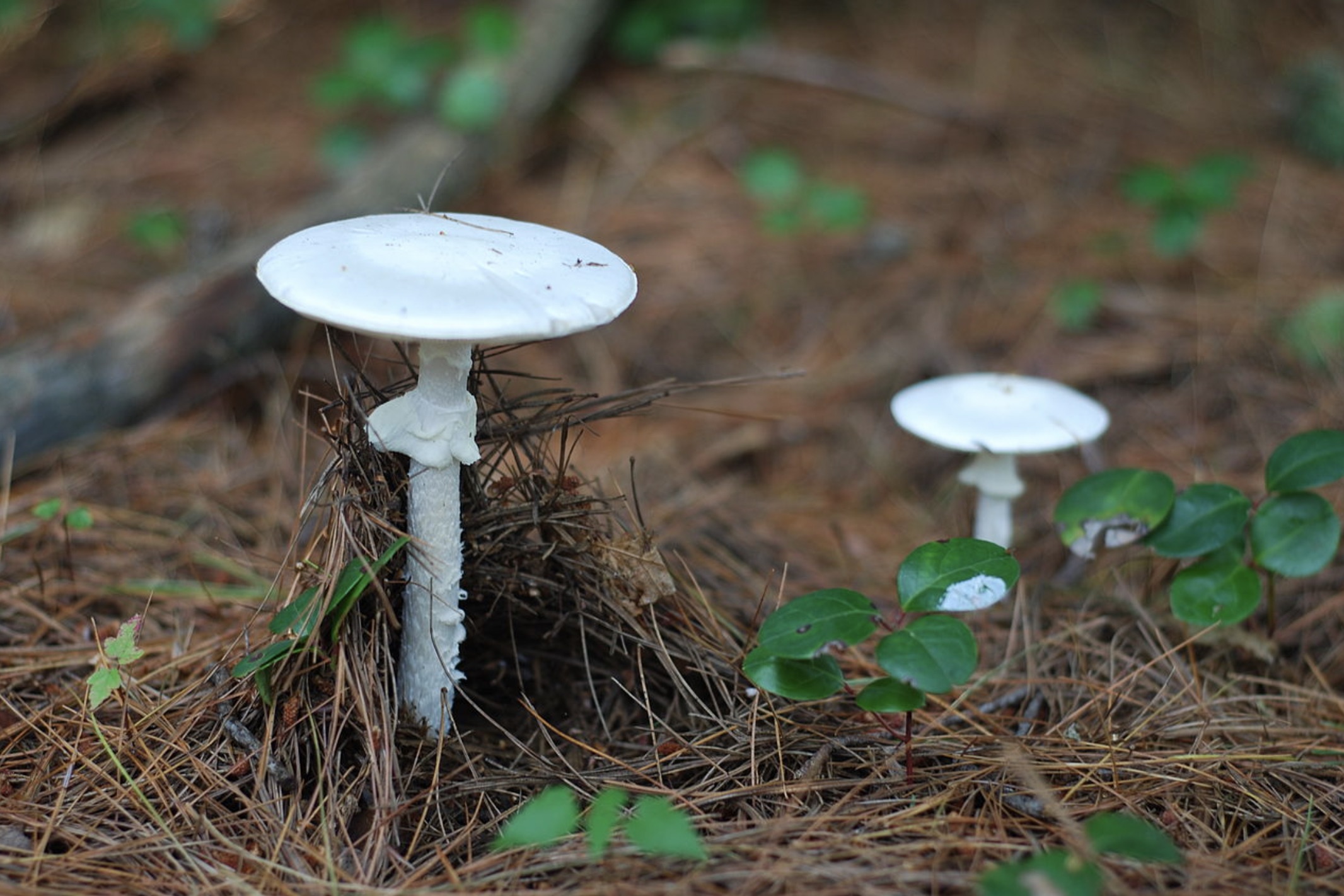 36 Mushrooms from the Depths of Hell