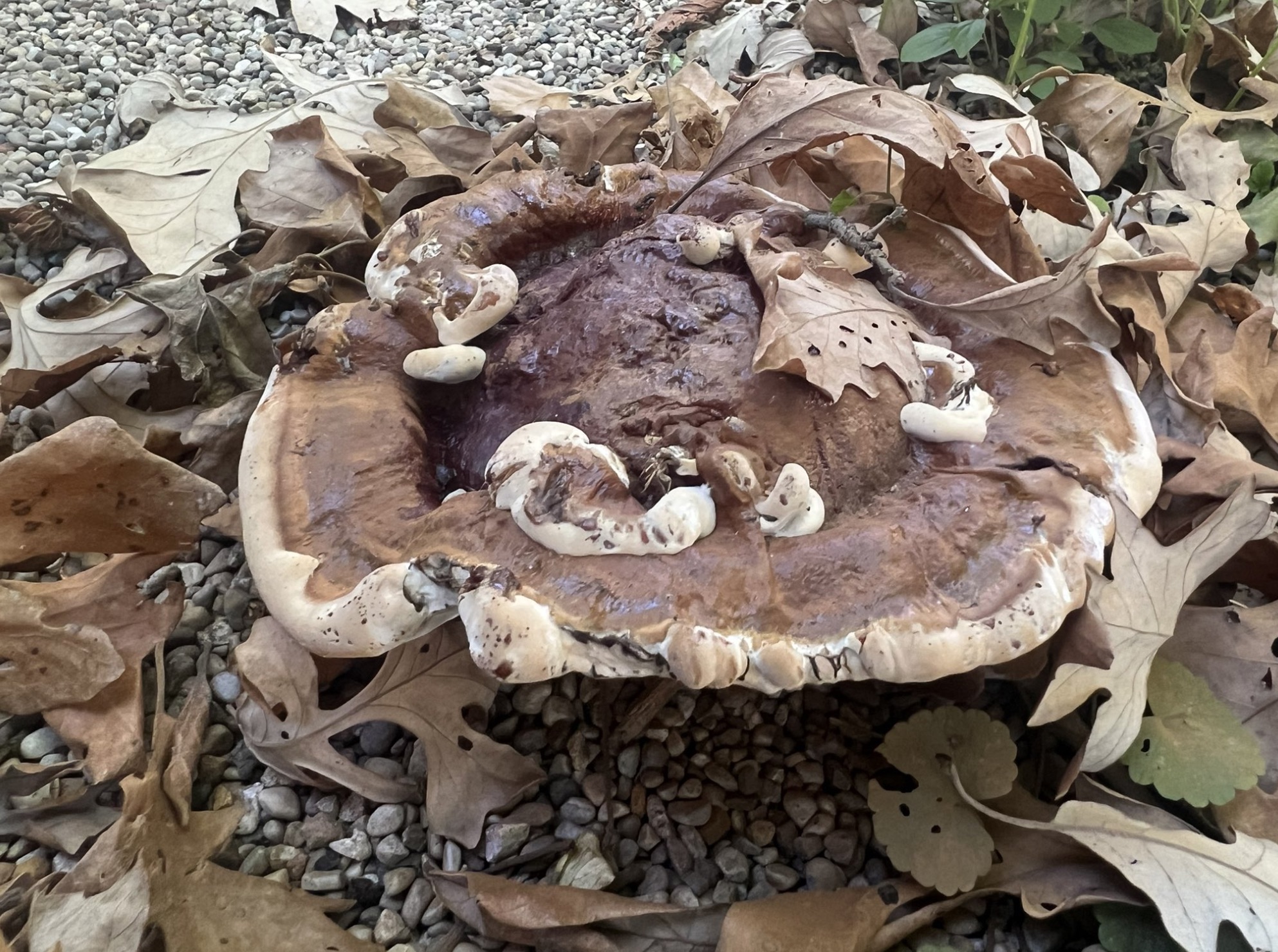 hen-of-the-wood