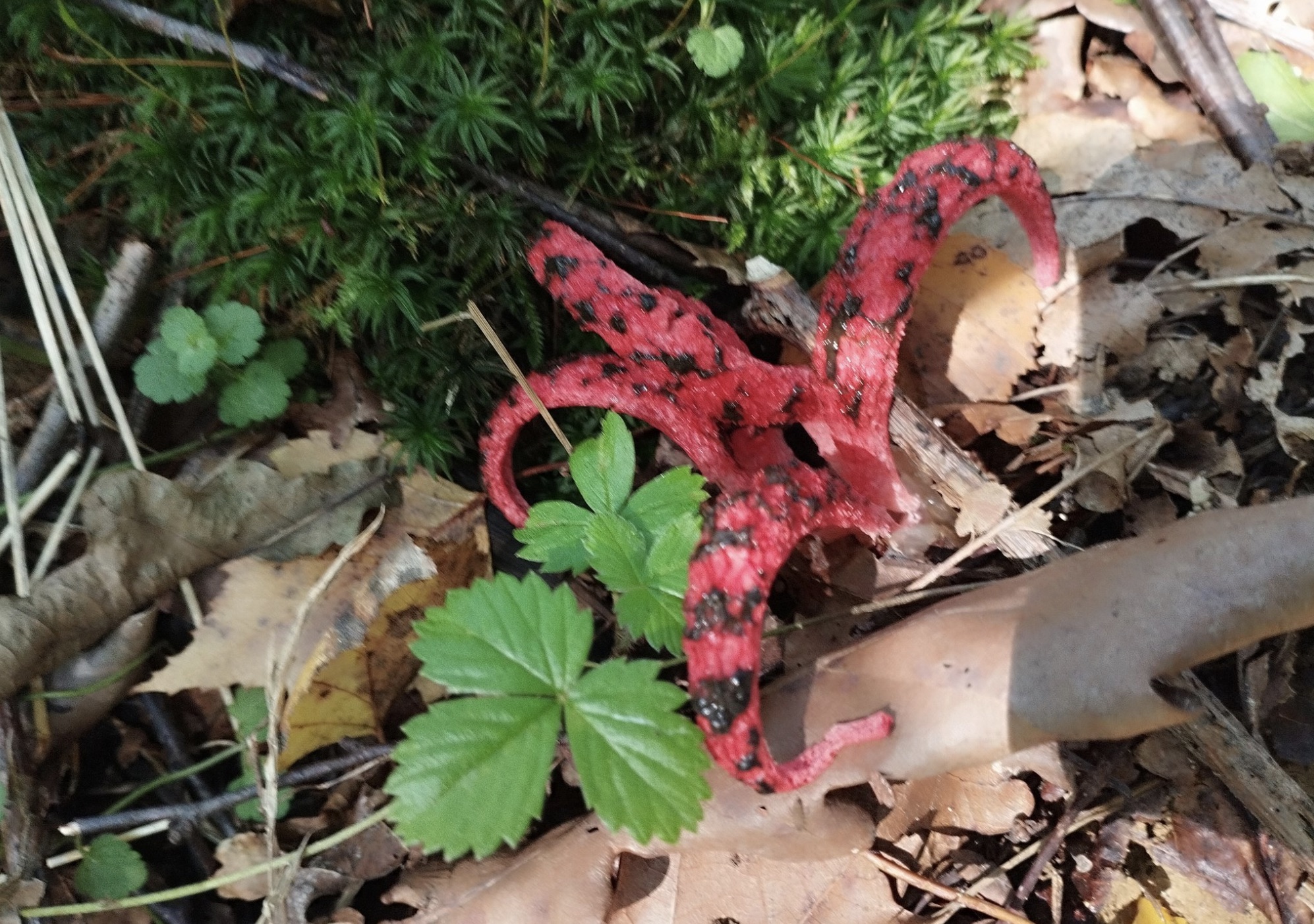 stinkhorn mushroom