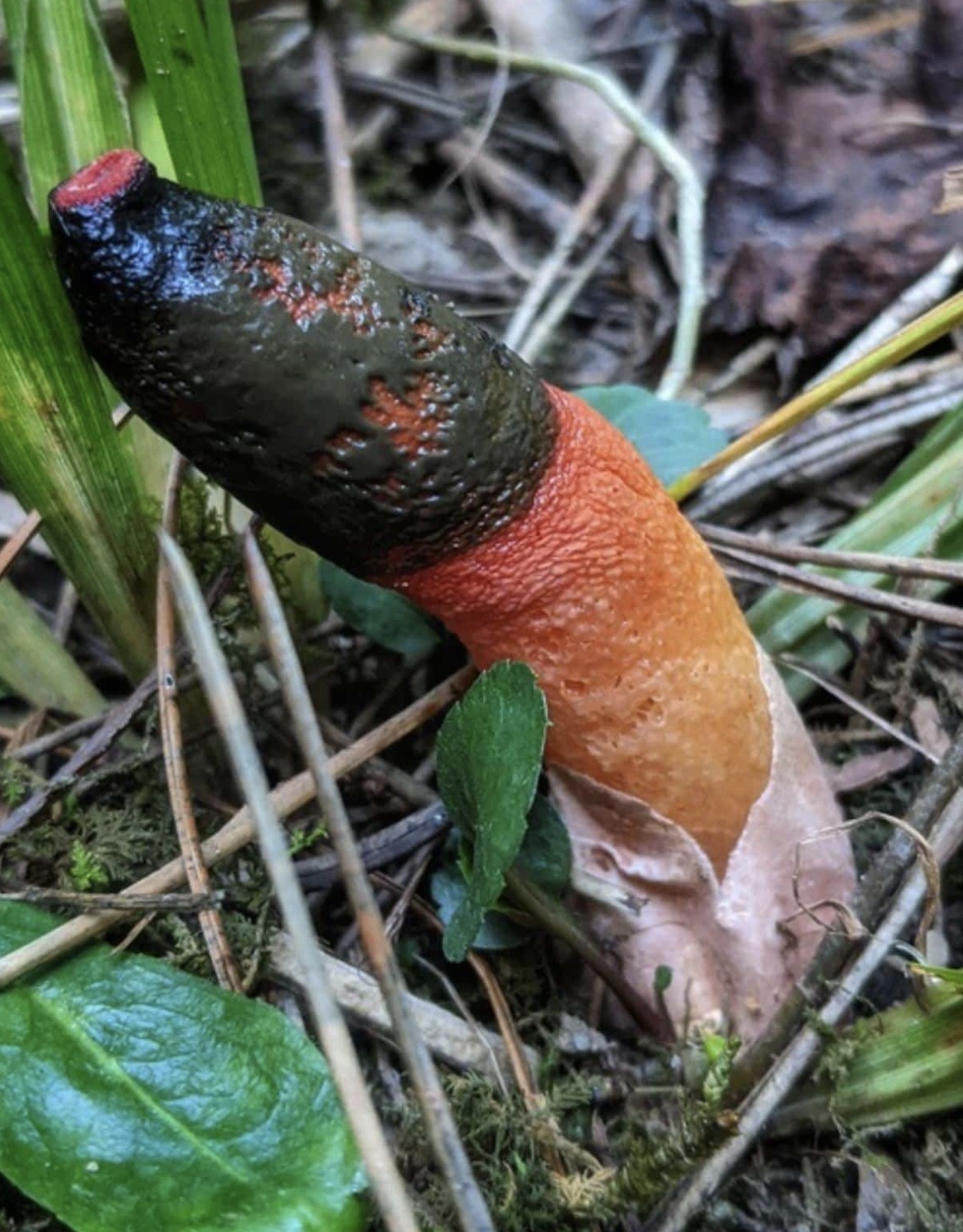 stinkhorn mushroom