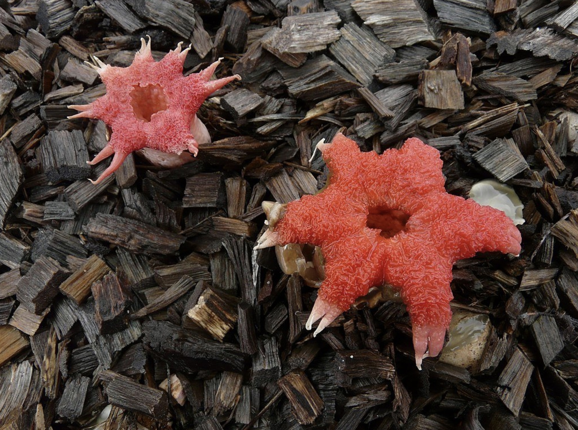 Anemone stinkhorn