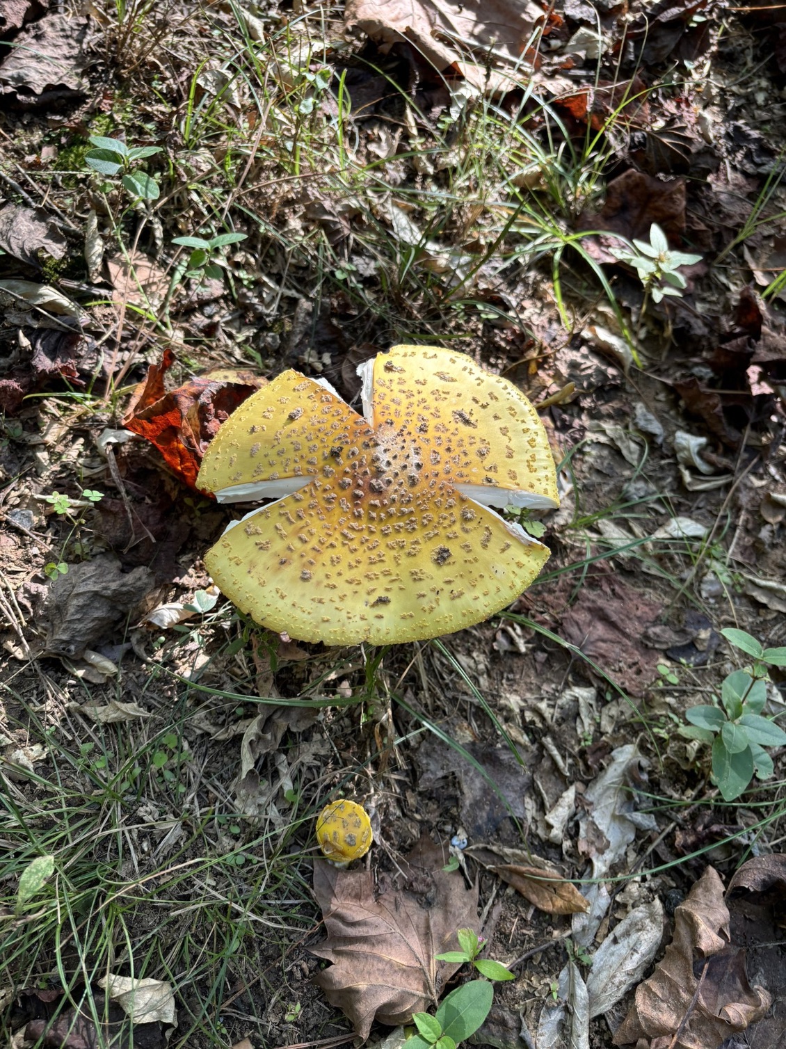 medicinal mushroom