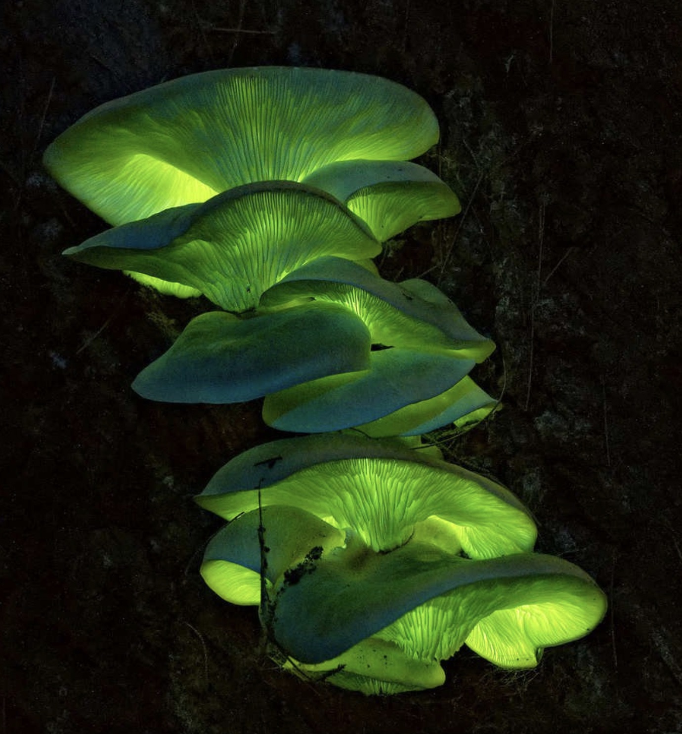 ghost fungus