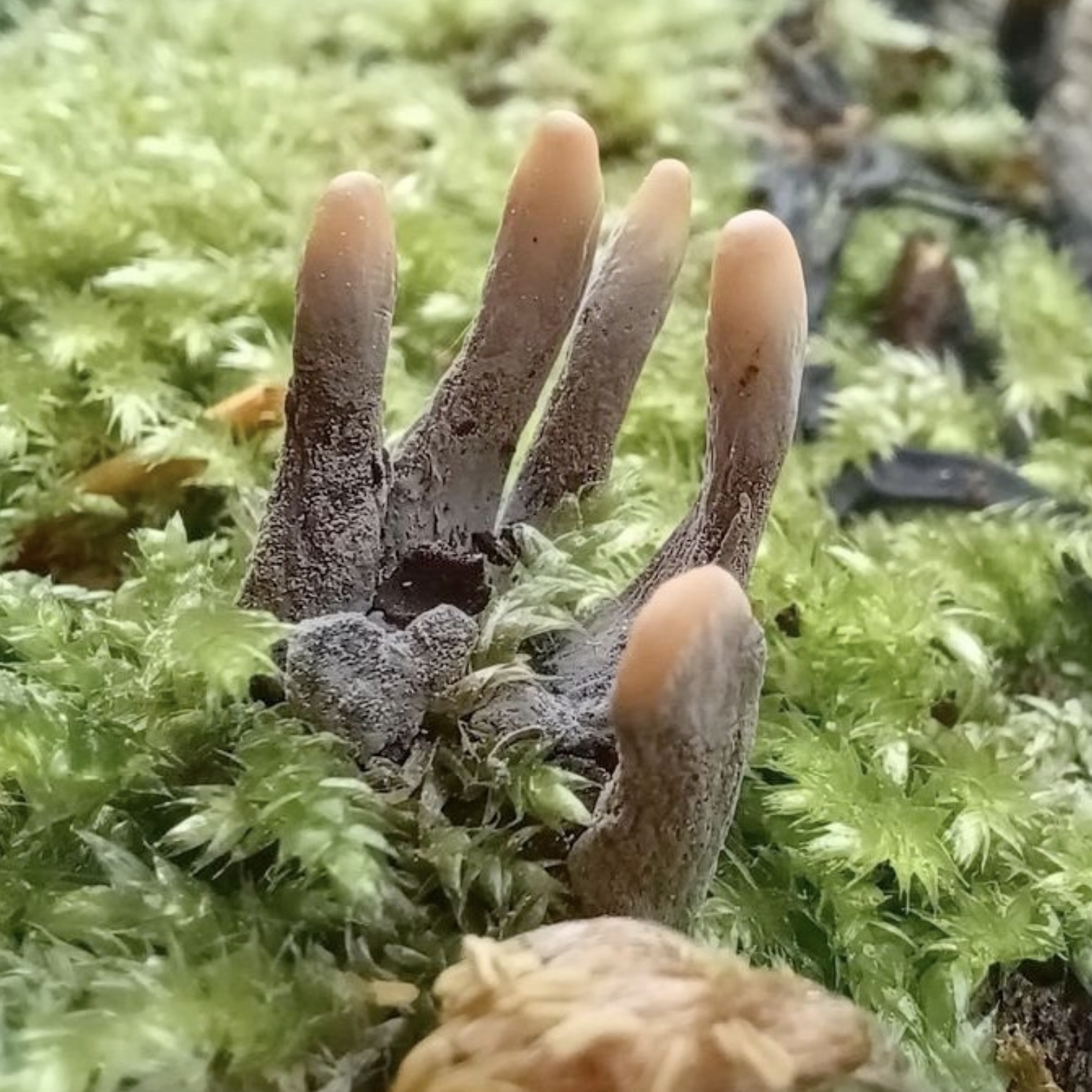 zombie hand mushroom