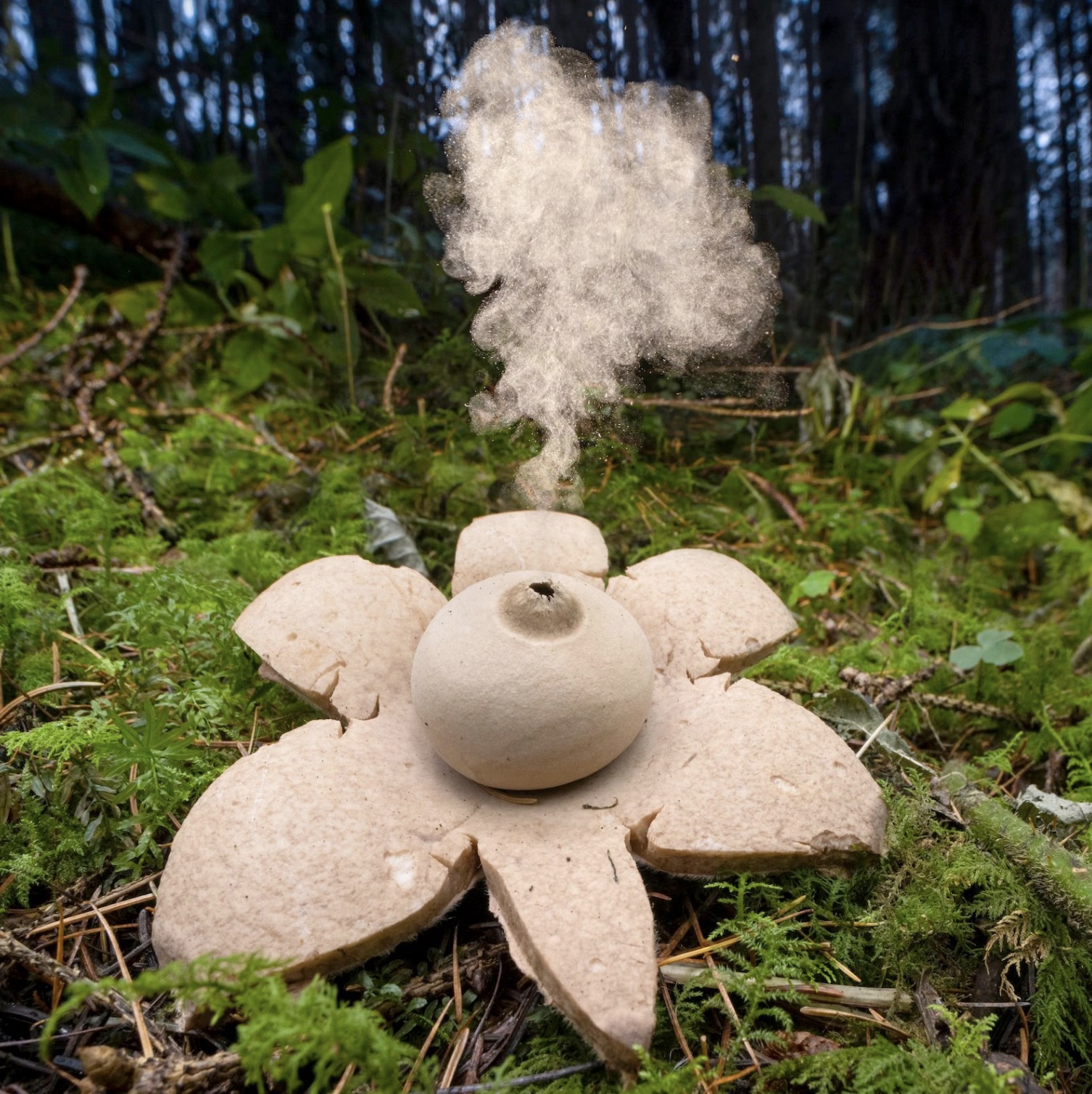 collared earthstar