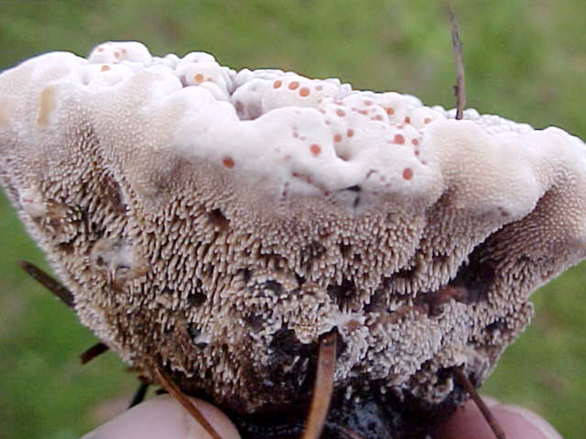 Edible mushroom