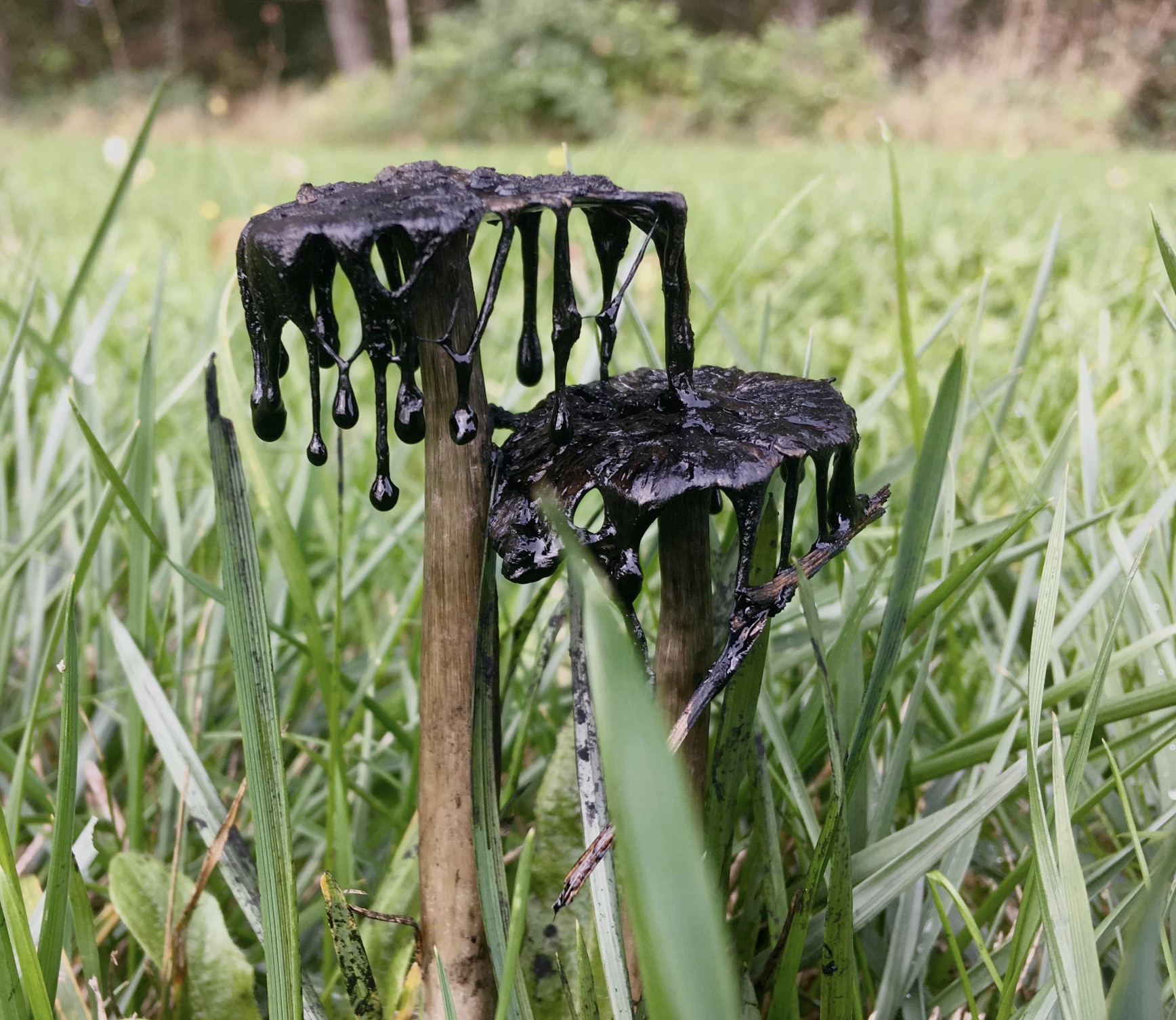 36 Weird And Freaky Mushrooms Not For Your Pizza EBaum s World 36 Weird And Freaky Mushrooms Not For Your Pizza EBaum s World