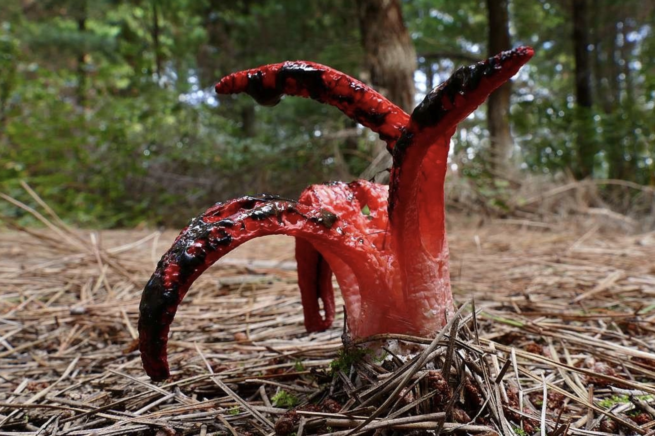 red weird mushroom