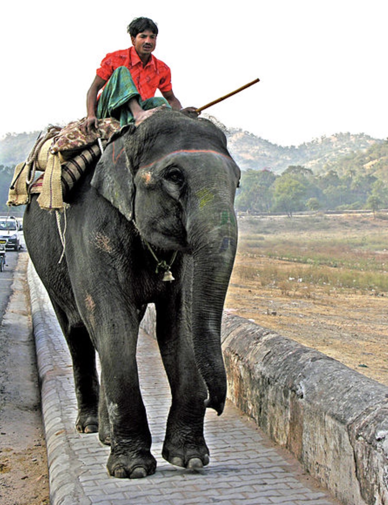 indian elephant