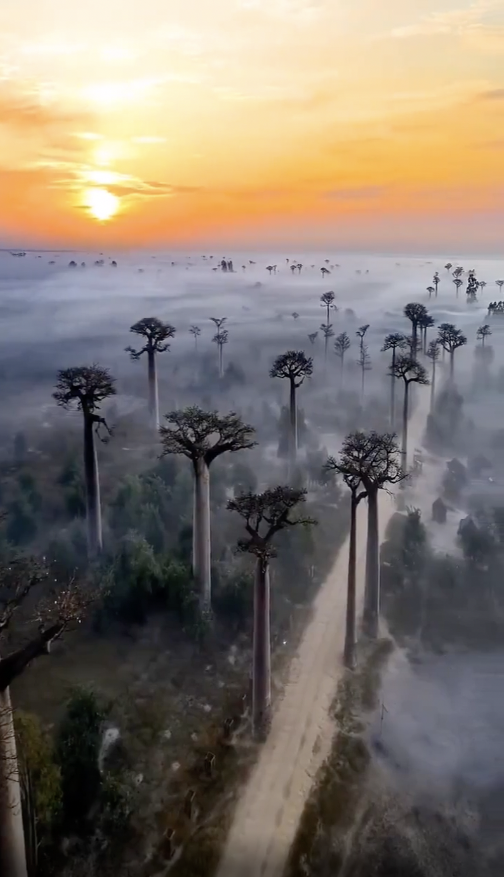 The Avenue of the Baobabs, or Baobab Alley, features Grandidier's baobabs lining Road No. 8 in western Madagascar.