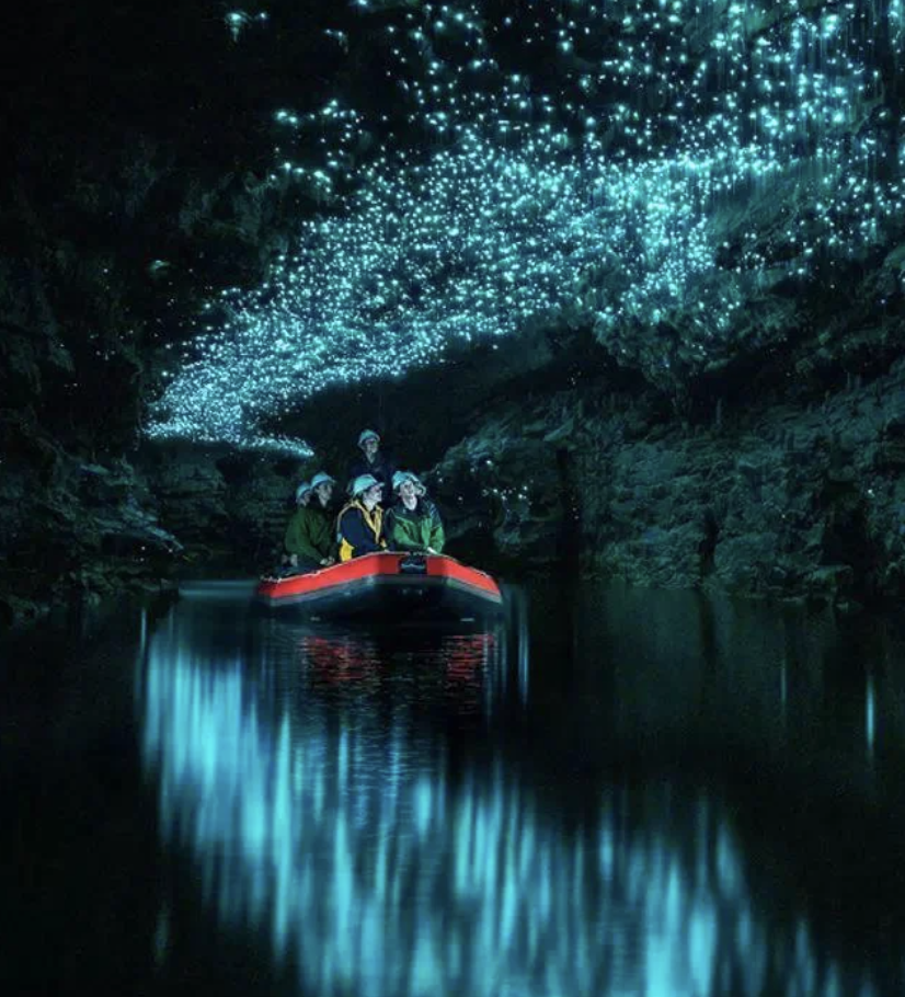 new zealand firefly cave