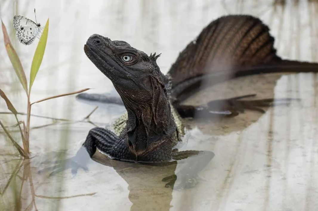 sailfin lizard