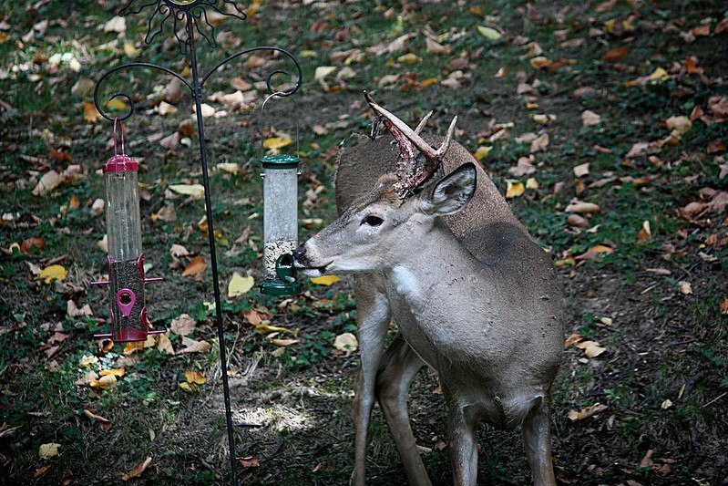 white-tailed deer