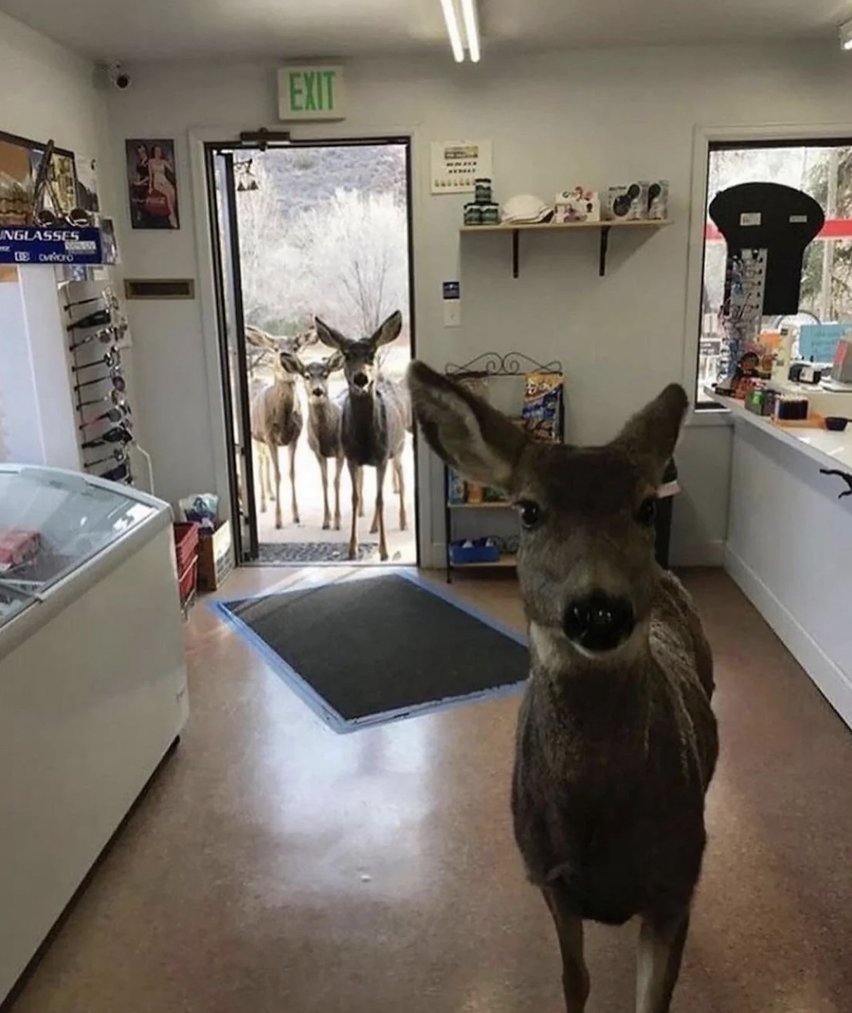 deer in store - Nglasses Exit