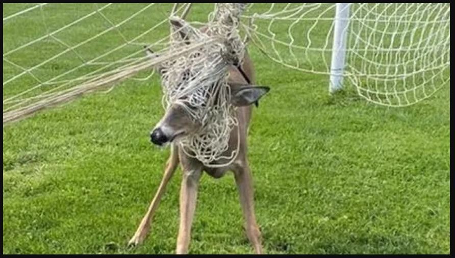 deer trapped in net