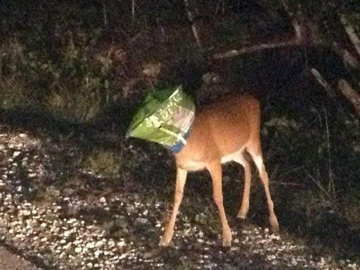 deer with bag