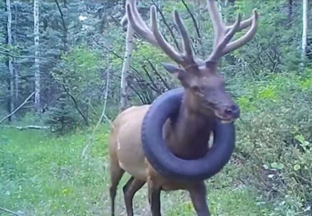 24 Deer in Places They Shouldn’t Be