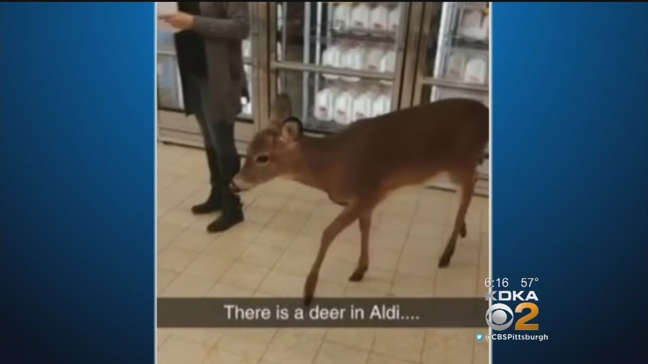 white-tailed deer - Haa There is a deer in Aldi.... 57 Kdka 02 CBSPittsburgh