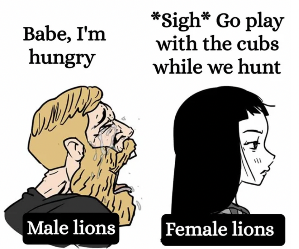 today i hit 2 likes - Babe, I'm hungry Sigh Go play with the cubs while we hunt Male lions Female lions