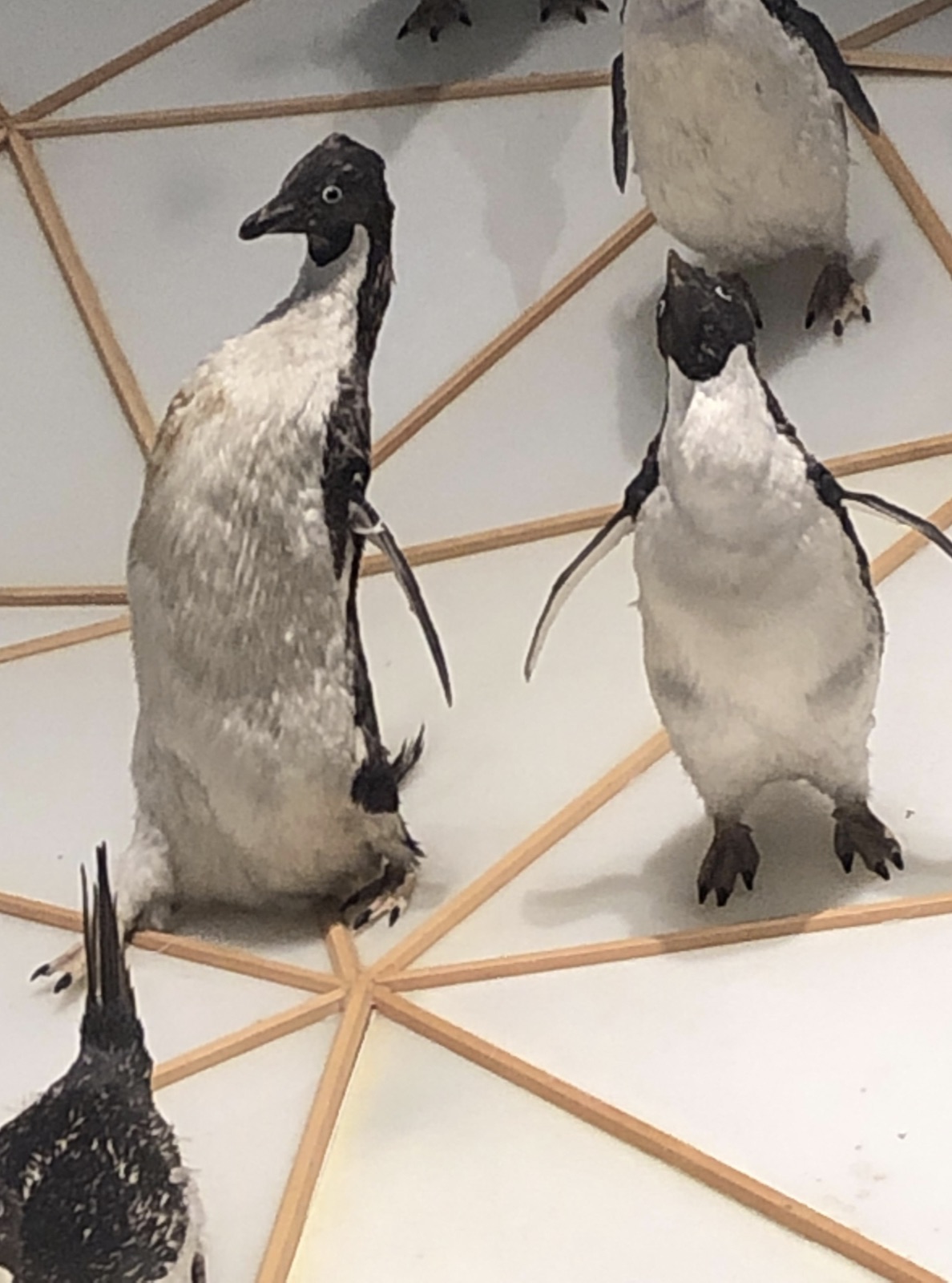 adÃ©lie penguin