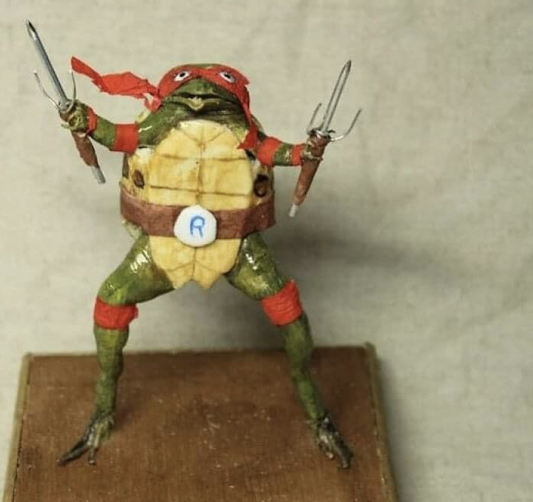 ninja turtle taxidermy - A