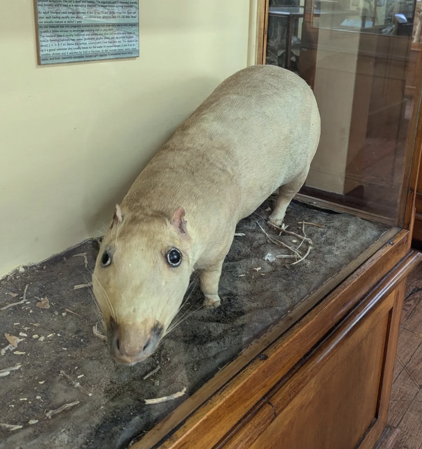 capybara