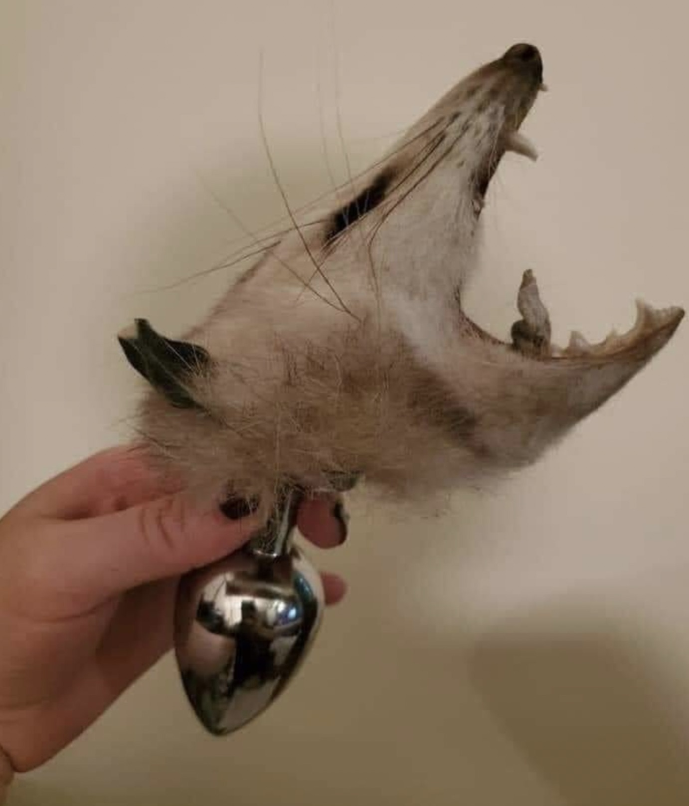 possum buttplug