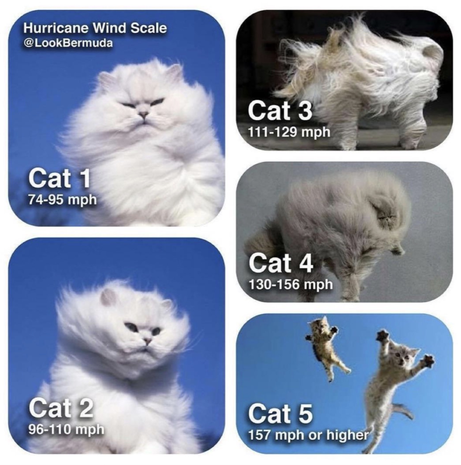 cat hurricane categories - Hurricane Wind Scale Cat 1 7495 mph Cat 3 111129 mph Cat 4 130156 mph Cat 2 96110 mph Cat 5 157 mph or higher