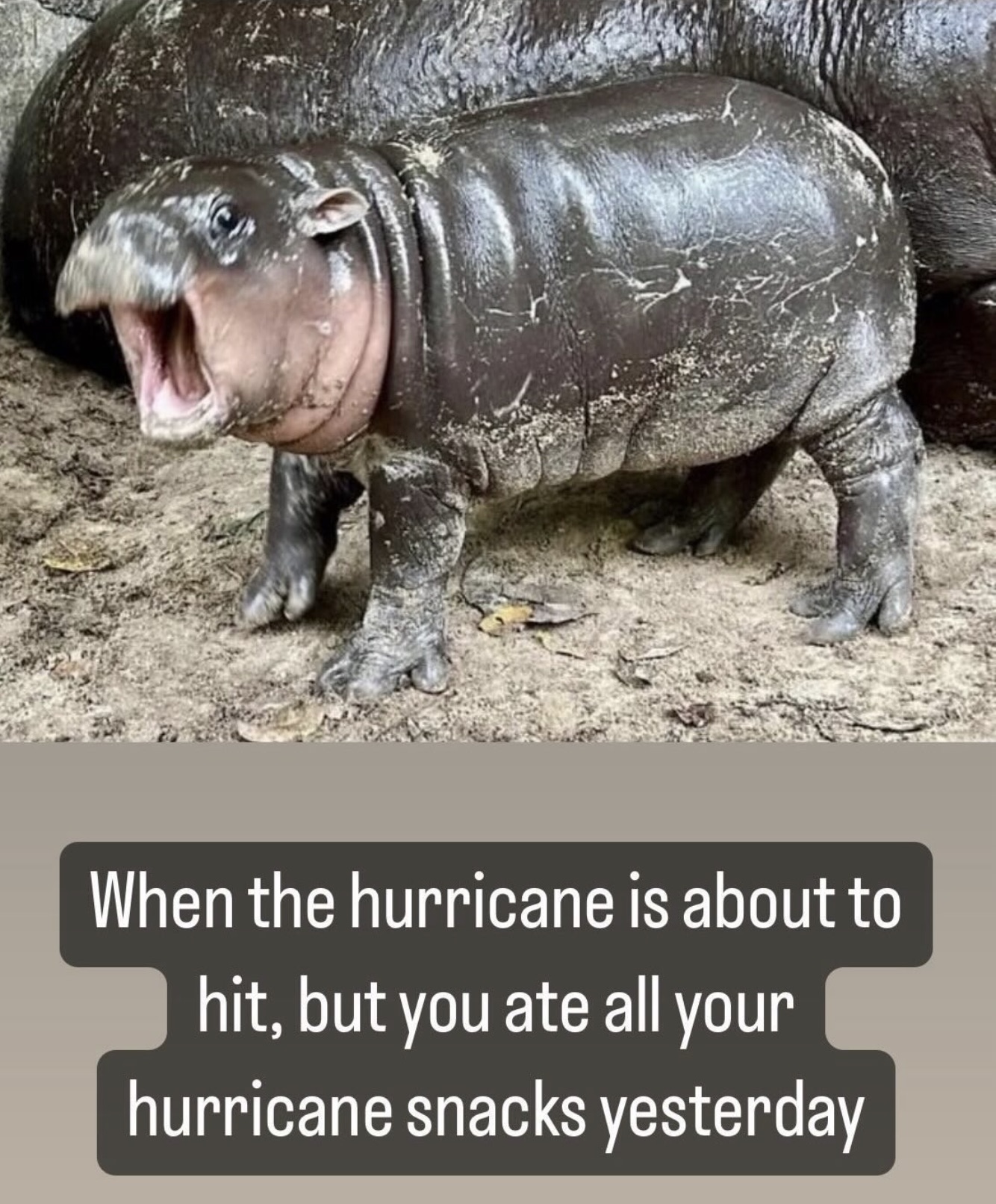 moo deng baby hippo - When the hurricane is about to hit, but you ate all your hurricane snacks yesterday