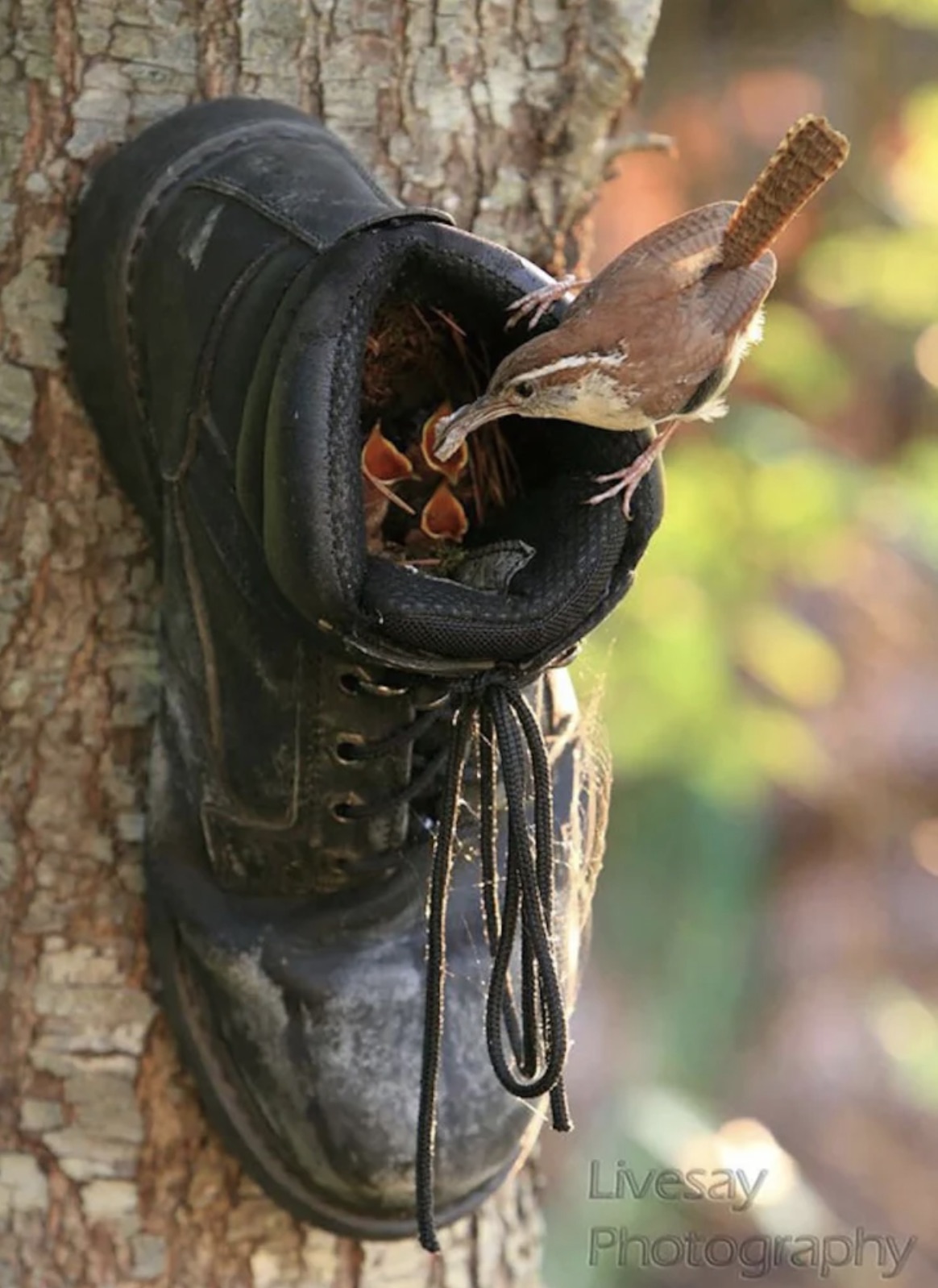 bird feeders ideas - Livesay Photography