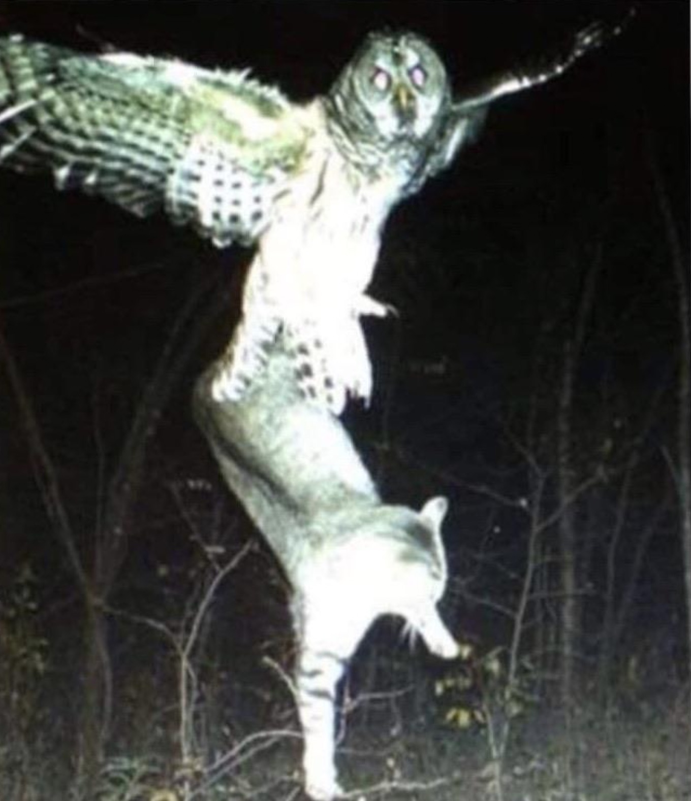 37 Cursed Randoms to Iron Out Your Brain