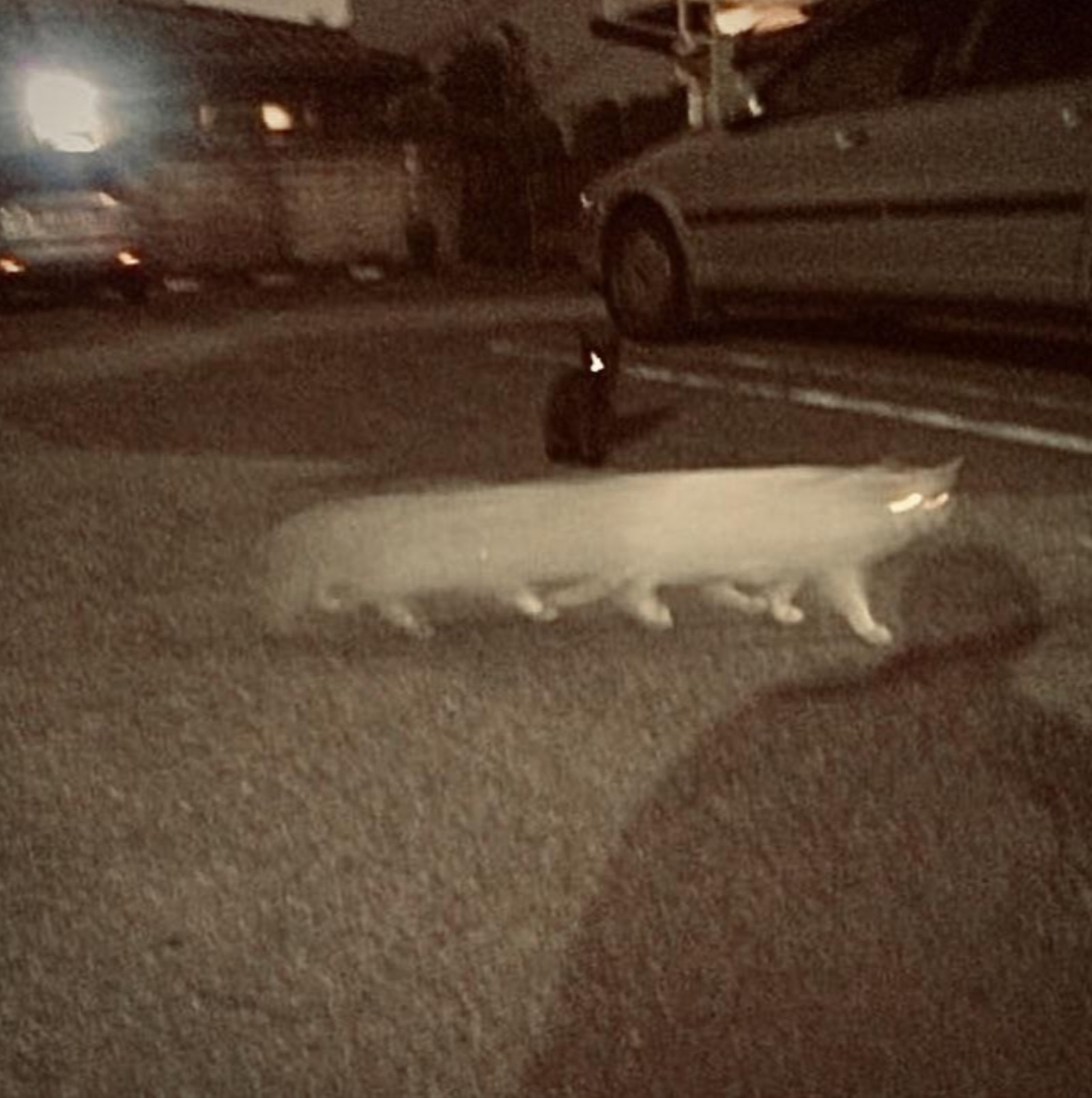 37 Cursed Randoms to Iron Out Your Brain