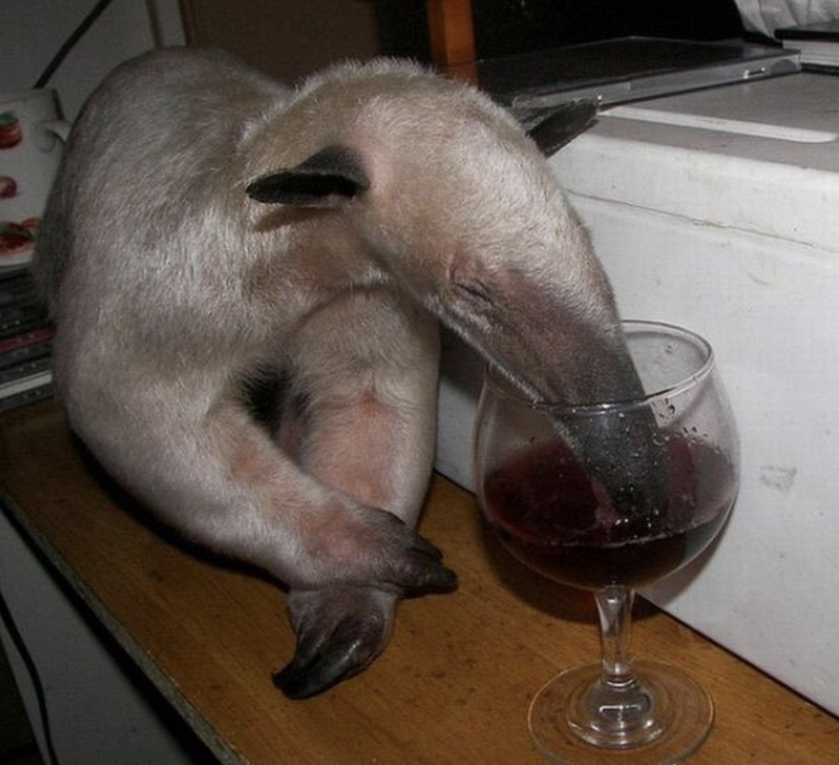 anteater drinking wine