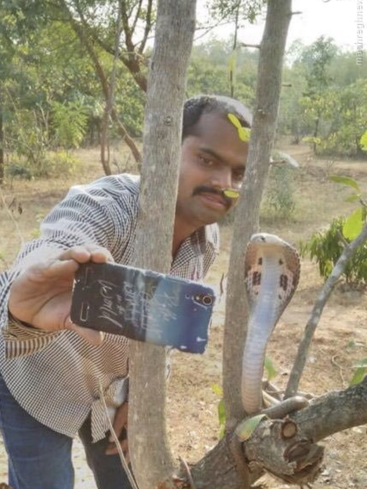 selfie with king cobra