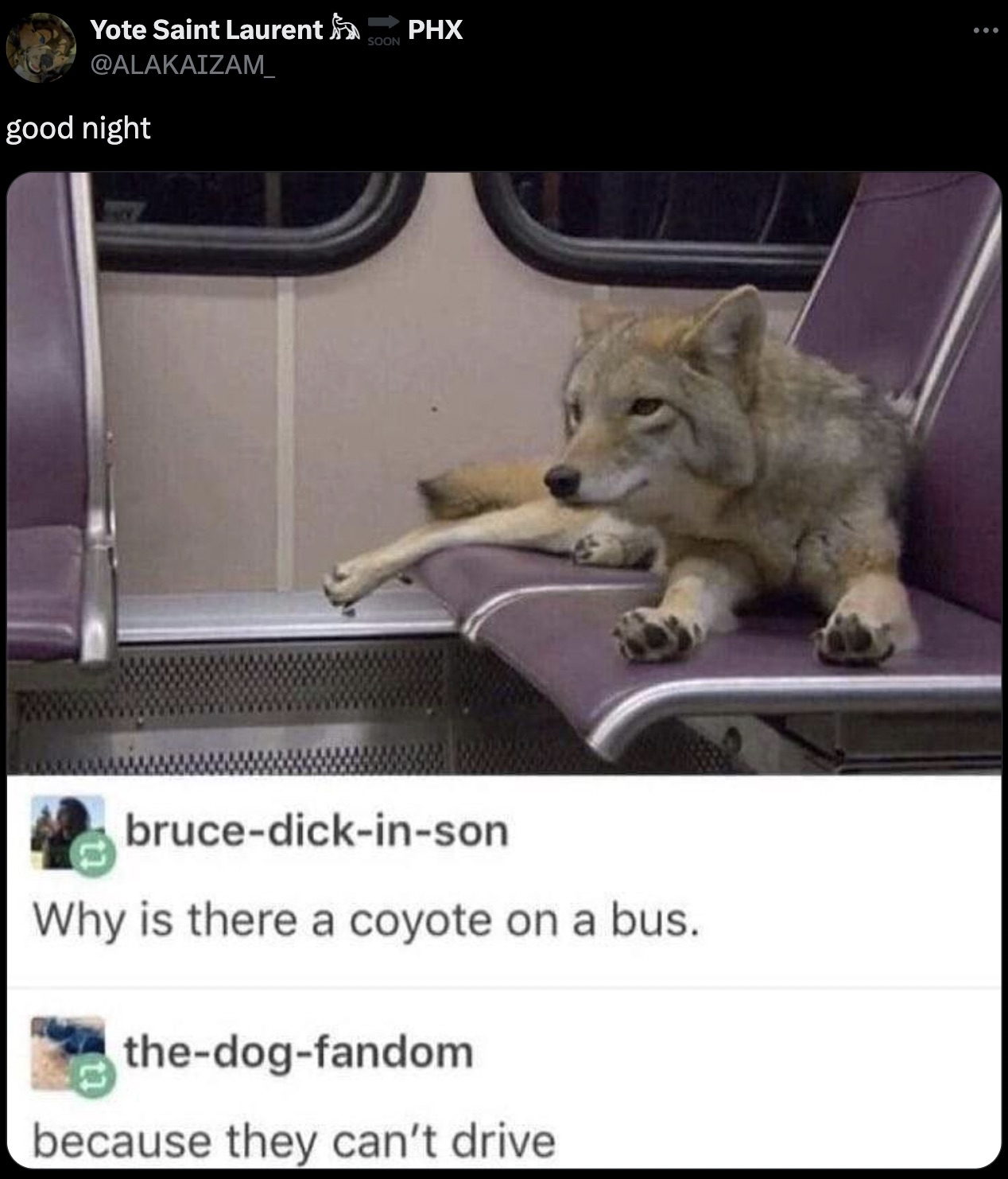 there a coyote on the bus - Yote Saint Laurent good night Phx Soon brucedickinson Why is there a coyote on a bus. thedogfandom because they can't drive