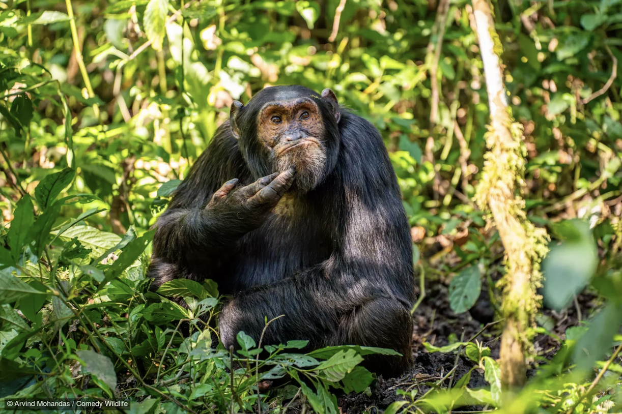 Arvind Mohandas with “The Contemplative Chimpanzee.”