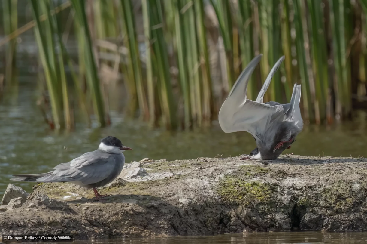 Damyan Petkov with “Whiskered Tern crash on landing.”