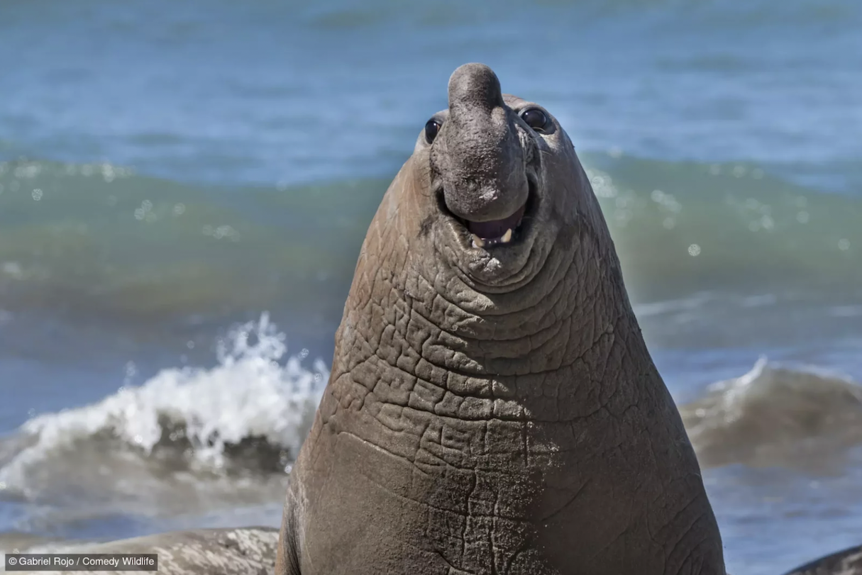 Gabriel Rojo with “Smiley Elephant Seal.”