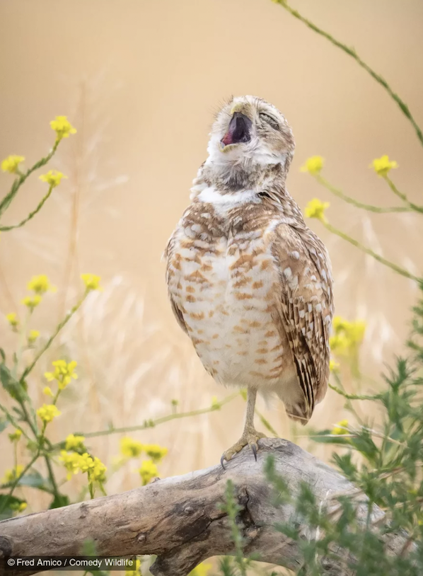 Fred Amico with “The Pavarotti of Owls.”