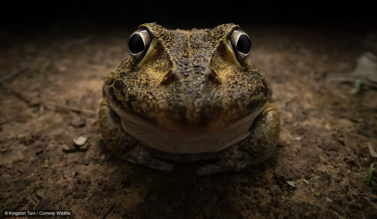 Kingston Tam with “Awkward smiley frog.”