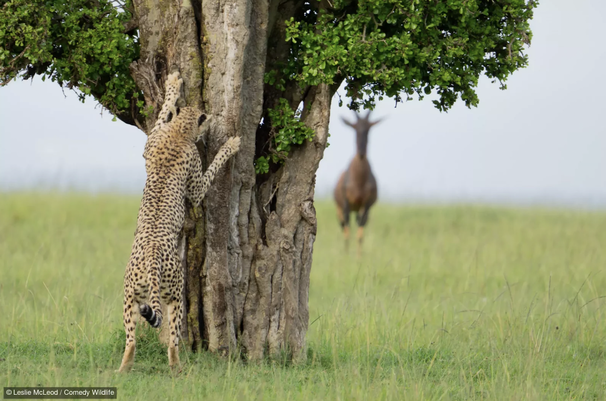 Leslie McLeod with “Hide and seek.”