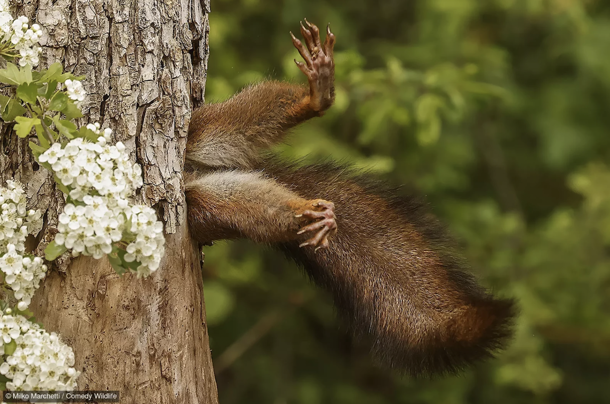 Milko Marchetti with “Stuck squirrel.”