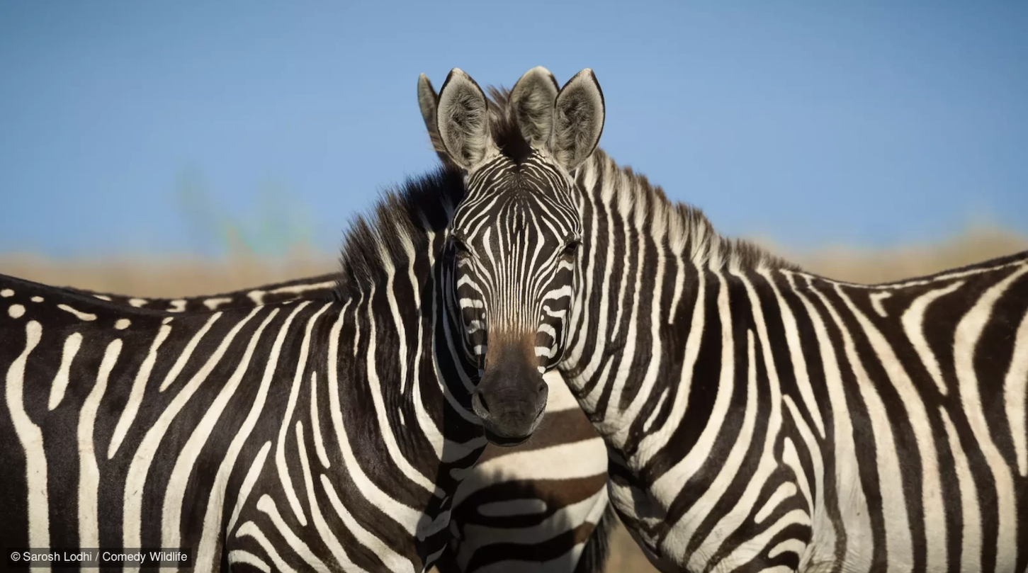 Sarosh Lodhi with “Wait Which Zebra Is In Front.”