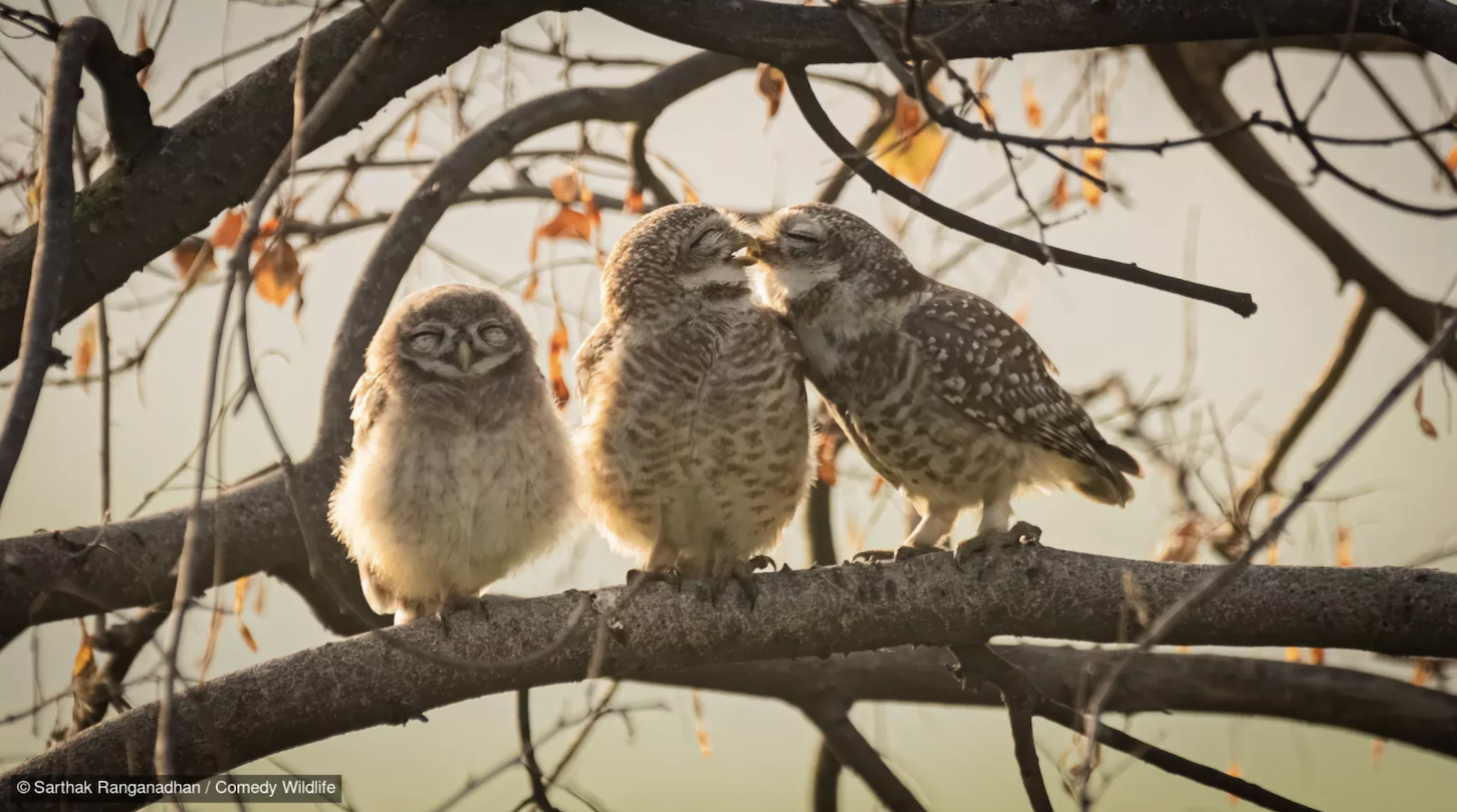 Sarthak Ranganadhan with “Smooching owlets.”