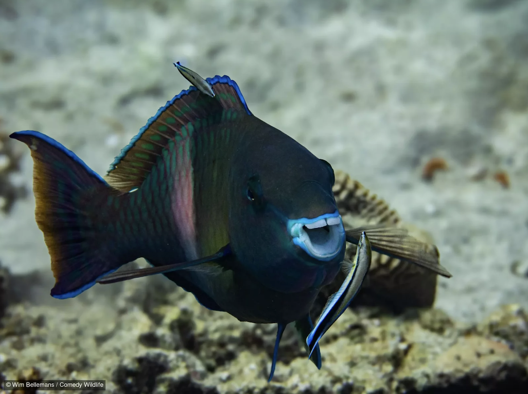 Wim Bellemans with “Parrot fish likes to be washed.”